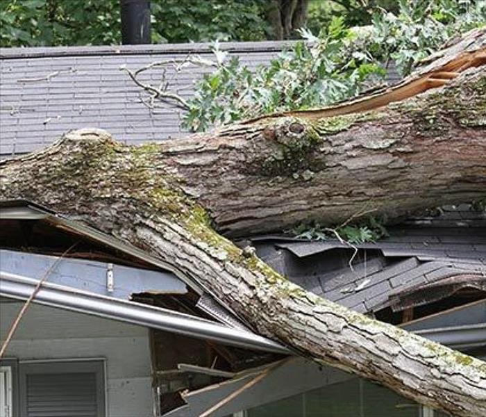 tree on house, roof damage, gutter damage