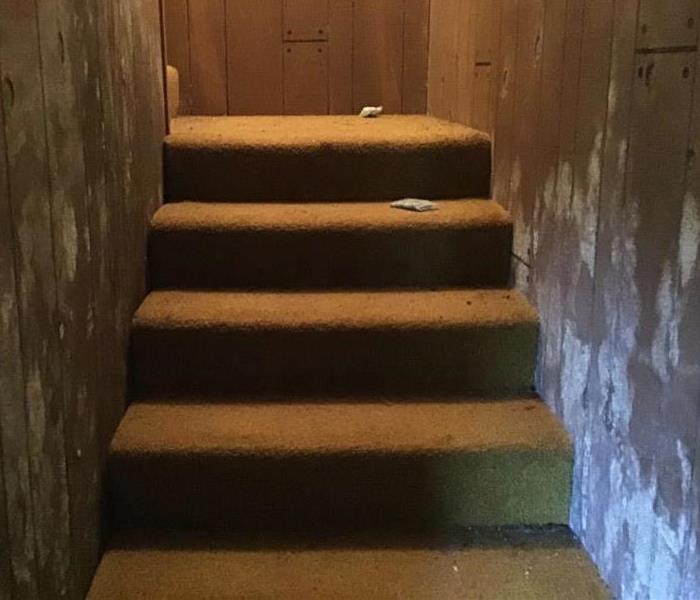 Mold in staircase