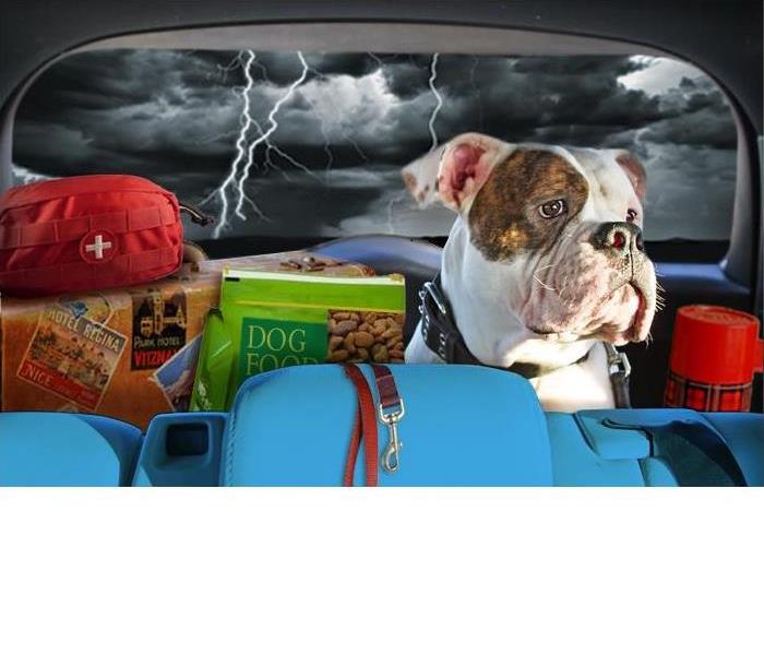Dog in car with emergency supplies